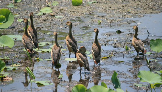 koshi tappu wildlife reserve