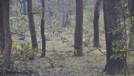 shuklaphanta wildlife reserve